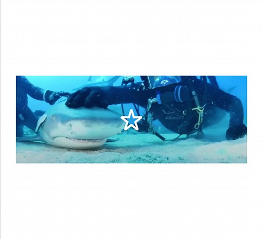 Adorable Sharkies Compilation