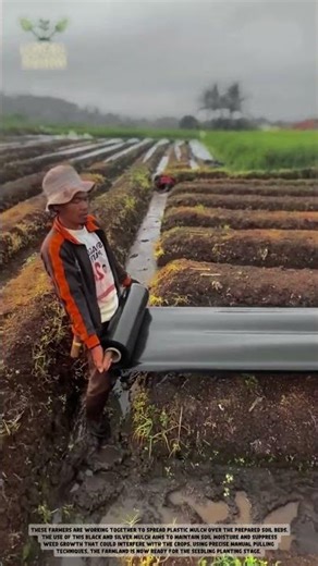 Working Smarter! This Simple Tool Makes Plastic Mulching So Easy ⚡