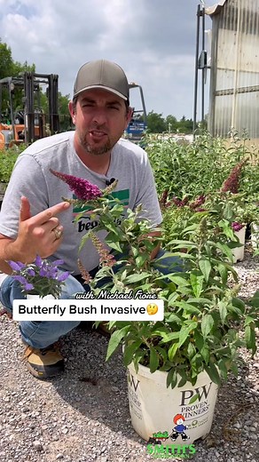 In this video, you'll learn why butterfly bush is no longer considered invasive. #smithsgardentown #butterflybush #invasivespecies #oldnews #gardening #didyouknow #planthunting #greenthumbs