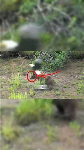 Bald Eagle vs Grizzly Bear… Did He REALLY Think This Would Work?!