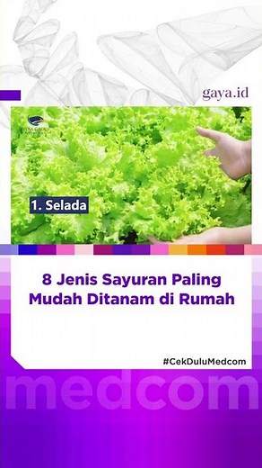 8 Jenis Sayuran Paling Mudah Ditanam di Rumah