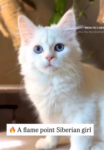 Nova: The Cozy Flame Point Siberian Kitten Life