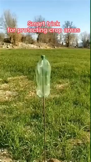 1.5M views · 15K reactions | Diy bird repellent | Garden and Lifehacks V1 | Facebook