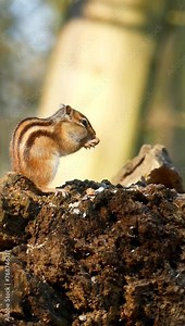 Vertical close-up shot of the side profile of the chipmunk chewing on food.