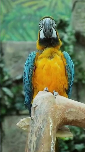 Why Macaws Never Go Unnoticed! #birds #parrots #wildlife
