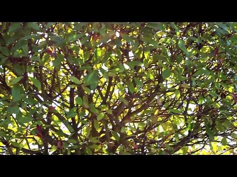 Marshall Islands love song