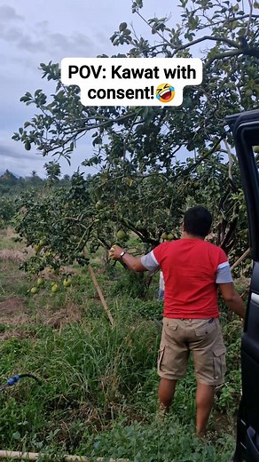 TB: Boss, pangayuon namo ang hulog.. Manager: Ayaw nang hulog.. panguha ra gud dha sa punoan!. Me: Tara kuha tag sako🤣🤣🤣 | Krizthyl Casane