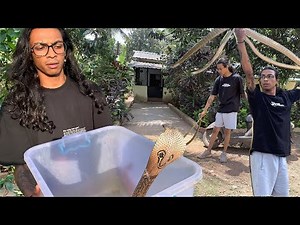 SNAKE MATING IN PUBLIC GARDEN RESCUED.