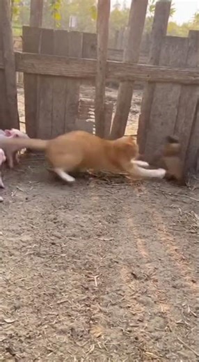 The Tables Turn: Weasel Becomes the Victim in a Cat Attack