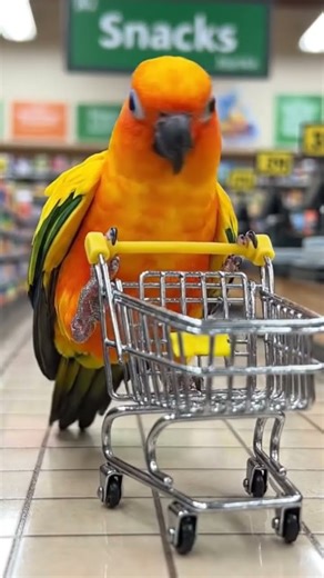 Going to walmatt with Jonior