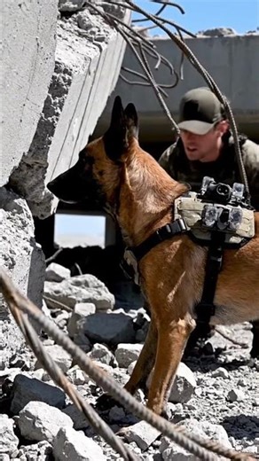 This German Shepherd K9 Handles Dangerous Terrain Like a Pro 🐕