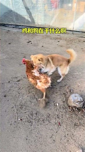 Can chickens and dogs play together#Chicken and dog battle#The dog#chicken