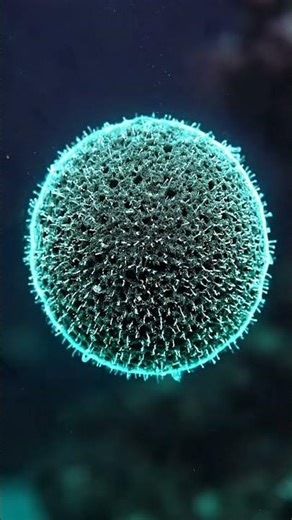 2025's Carnivorous 'Death Ball' Sponge?!