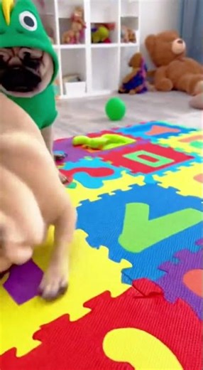 Pug's morning routine: SMASH the alarm! 😴 | パグの目覚まし破壊w | 퍼그의 살벌한 아침인사 #Shorts #scrolling #funny