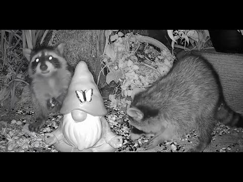 The Bird Perch Live - Nighttime Critter Cam in Michigan - 12/16/2025