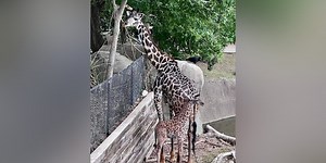 Baby giraffe dies just days after its mother