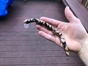 How to Make a Realistic Snake Lure