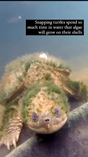 7.5K views · 154 reactions | The bite of the common snapping turtle is weaker than the average human bite. #turtles #animals #snappingturtles #naturalist #fieldguide #guidebook #wildlife #wildlifephotography #underwater #underwaterphotography #underwaterlife #lifescience Video: Unknown | Naturalist's Guide | Facebook