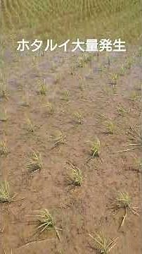 Spraying Basagran herbicide on bulrush. They are proliferating. #Basagran #bulrush #weed #herbicide