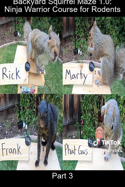 Ultimate Backyard Squirrel Ninja Warrior Course