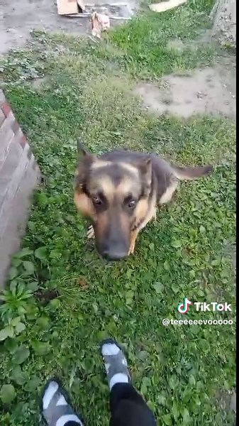 Відео користувача Пёсик Цезарь (@teeeeeevooooo) з композицією «оригинальный звук - kto-to»