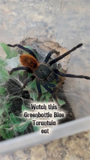 The beautiful Greenbottle Blue Tarantula! ️ Scientific name: Chromatopelma cyaneopubescens Feeding tarantulas never gets old! . #tarantula #explore #arachnid #tarantulalovers #greenbottleblue | Animal Ark | Facebook