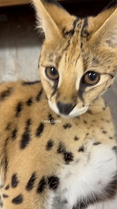 Mommy, stop recording me!😅😅#leonaodette #cat #serval #floppa #meow | Ciprian M Costin