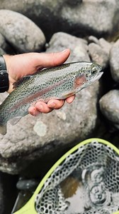 Swinging streamers in a mysterious section of river on the Tenkara Rod Company Rocky. Great rod, great fish & great fun! #topheavytimber #tenkara #tenkararodco | Brennen Miller