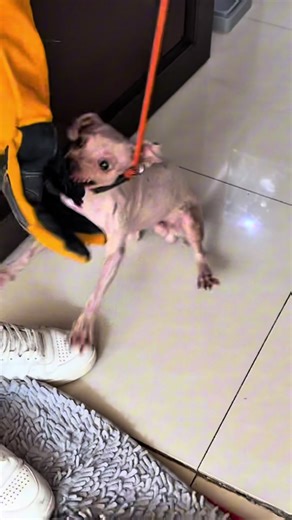 Anjin Bringas: Tak Bisa Disentuh