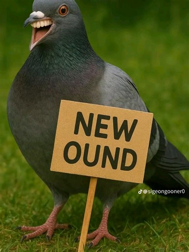 sigeon downloads Kiva to run black midi files🥹🙏#fyp #xyzbca #pigeon #sigeonpex #yesok