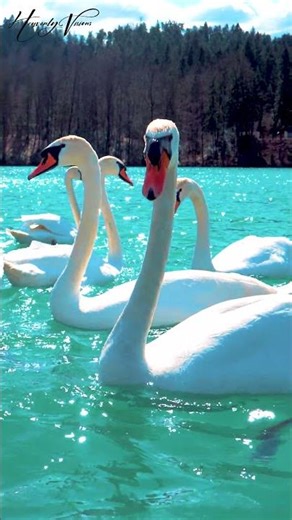 Swan | Swans Swimming In A Lake