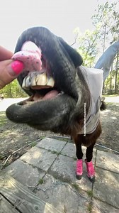 8.9K views · 946 reactions | 𢡊HAPPY WORLD DONKEY DAY!𢡊✨They are wearing a fly mask to protect their delicate eyes and ears from insect bites, and see PERFECTLY FINE out of it.✨They are wearing fly boots to protect their legs and skin from insect bites. They walk and play PERFECTLY FINE. ✨The pink bonnet is a waterproof ear warmer for Monte in the winter.✨#montethesingingdonkey | Monte the Singing Donkey | Facebook