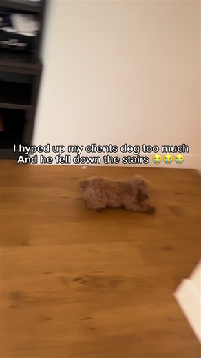 Poodle Surprise: He’s Okay After the Scare