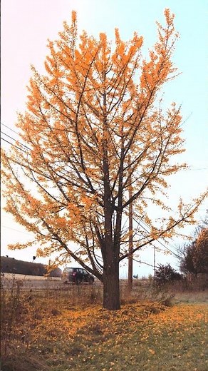 Ginkgo Tree Time Lapse | Stunning Autumn Leaf Fall Captured