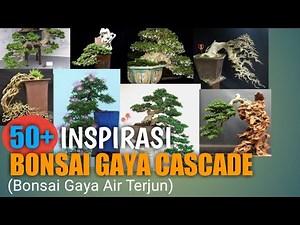 50+ Inspirasi Bonsai Gaya Cascade (Bonsai Gaya Air Terjun)