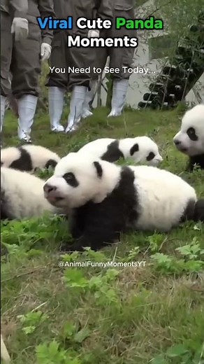 Viral Cute Panda Moments You Need to See Today #CutePanda #FunnyAnimals #ViralVideos