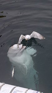 Une baleine aussi amicale n'est pas quelque chose que l'on voit tous les jours 🕊️🐋 | Newsner Français