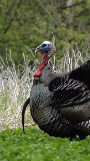 Can’t wait to hear this glorious sound#turkeyhuntertv #wildturkey #gobbler #turkeyhunting