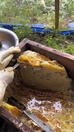 Q Bee on Instagram: "Hidden Honey Treasure Found in the Hive! 🍯💛 #reels #honeybees #trendingnow #natural #nature #bee #wild #wildlife #fyp #reelsvideo #foryou #Amazing #reelstagram #satisfying ❤️"