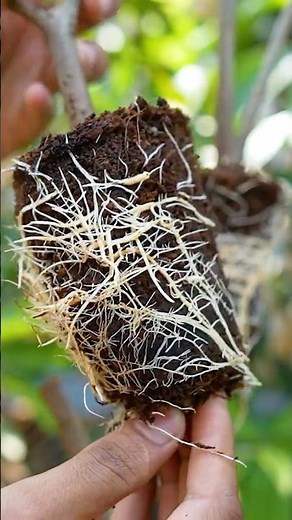 🍐Double Your Guava Trees Successfully - Step-by-Step Air Layering Tutorial🌱