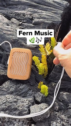 PlantWave on Instagram: "Fern music. 🌿🎶 This fern is one of the first plants to return after lava cools, a pioneer species that helps rebuild soil on fresh volcanic rock. You can spot it by its bright chartreuse fronds, growing straight out of cracks in the hardened lava where almost nothing else survives. Here on the Big Island of Hawai‘i, I connected to its leaves, letting its electrical activity shape these tones in real time, a small pulse of life in a landscape born from fire. #hawaii #vo