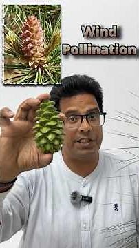 Gymnosperms Explained: The Fascinating Biology of Pinus