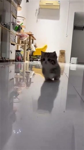 Fast and Fluffy! 🐾 Cute Munchkin Kitten Running Everywhere with Tiny Legs #shorts