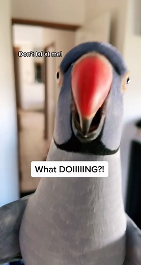 He always comes back...#love #bird #australia #birdsoftiktok #fyp #pet #whatdoing #birds #funny #comedy #hamlet #shower