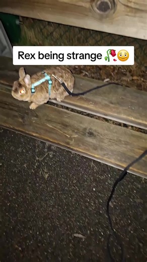 Counting Down to Friday with Rex the Rabbit