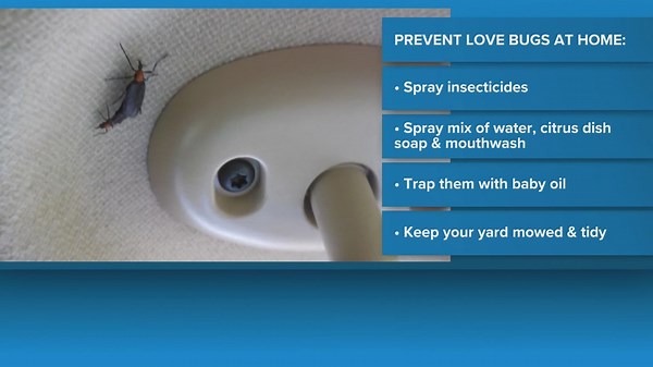 Houston love bug swarms: Why they’re back and how to stop them