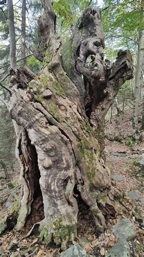 old sweet chestnut tree