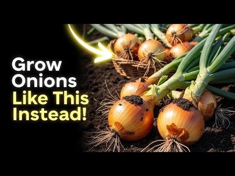 Unbelievable Way to Grow Onions for Bigger Harvests/