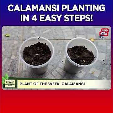 Masaganang Buhay | Calamansi planting in 4 easy steps