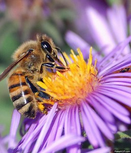 sweet as a honey bee . on Make a GIF